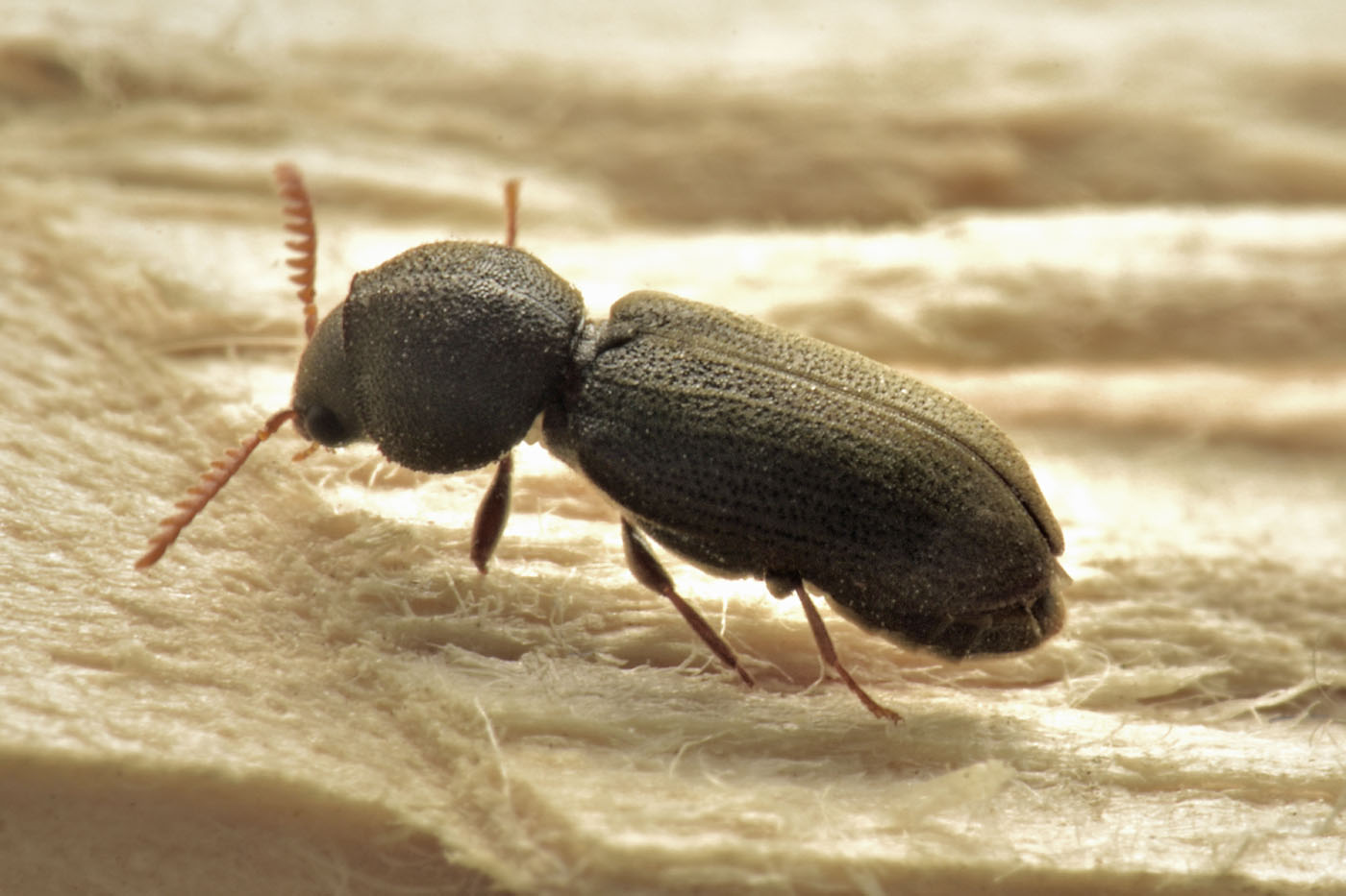 Anobiidae: Ptilinus fuscus? Sì, femmina.